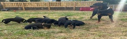 Rottweiler dogs for sale: Healthy Rottweiler puppies ready now  - Advert 11