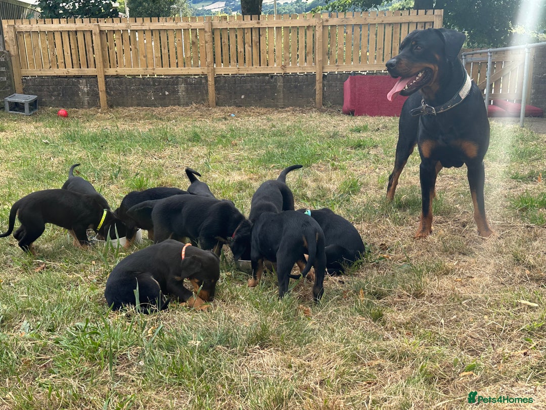 Rottweiler dogs for sale: Healthy Rottweiler puppies ready now  - Image 14