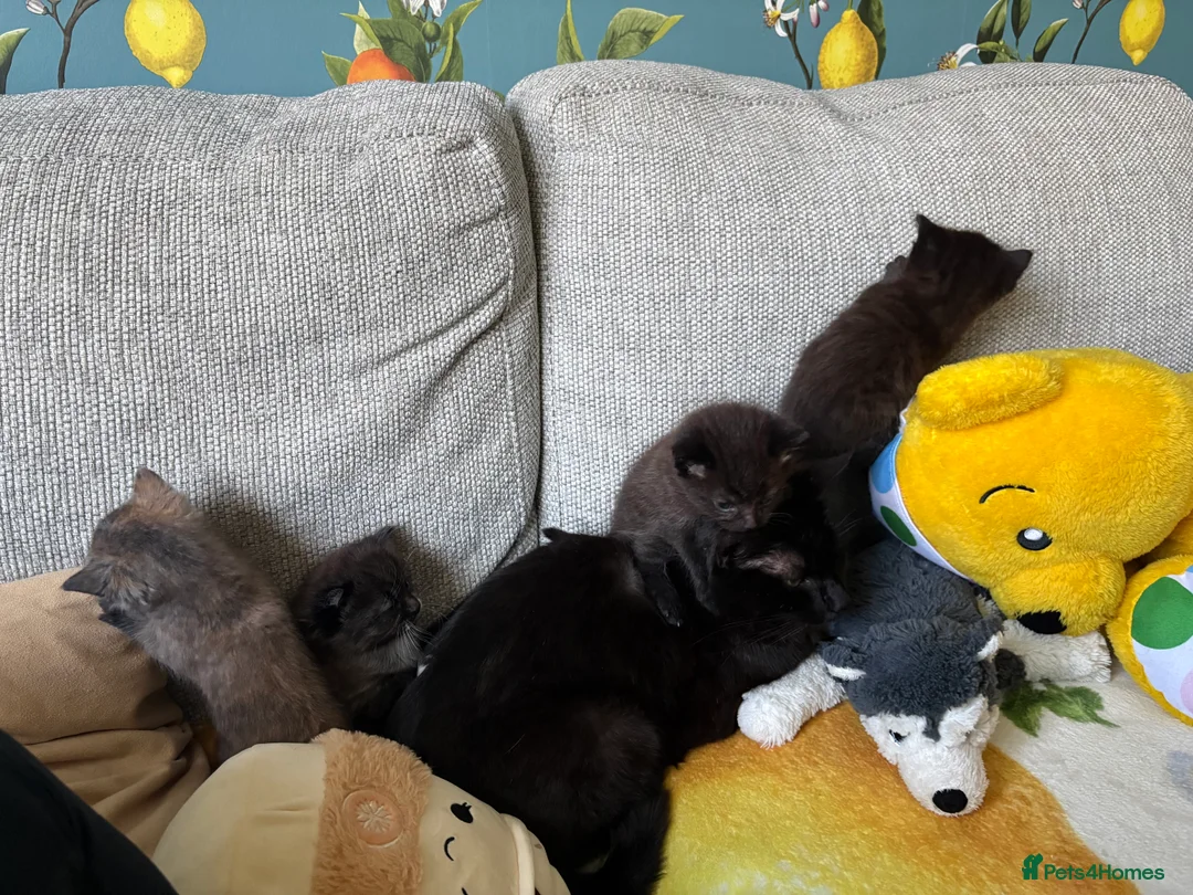 Mixed Breed cats for sale: Little kittens 2 males and 2 females  - Advert 9