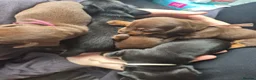 Miniature Dachshund dogs for sale: Miniature dashaund for sale  in Telford - Advert 19