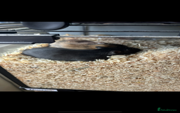 Gerbil rodents for sale: 2 Female Gerbils - Image 2