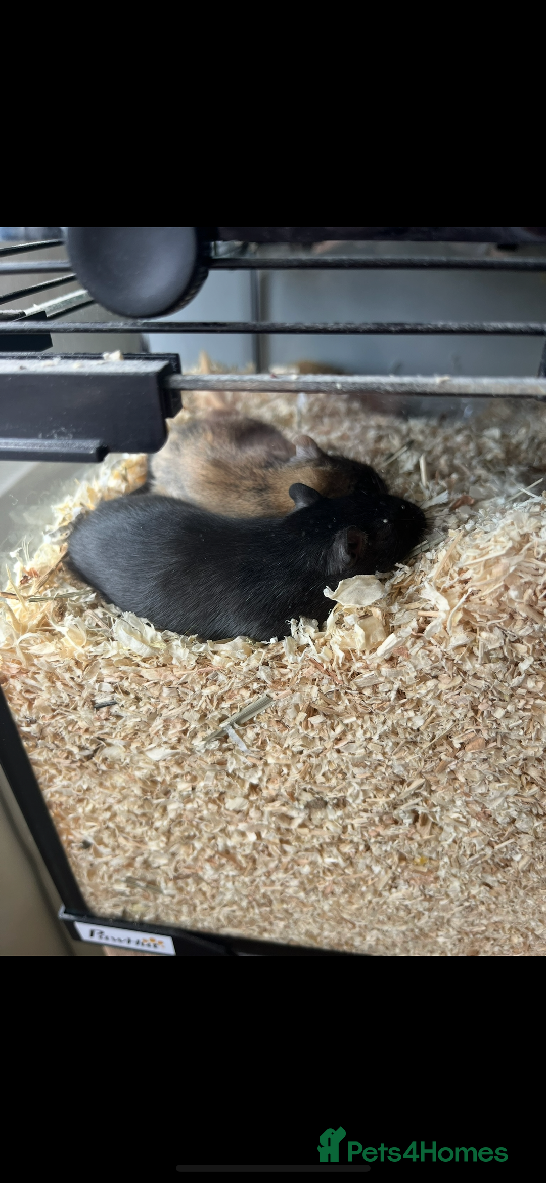 Gerbil rodents for sale: 2 Female Gerbils - Image 2