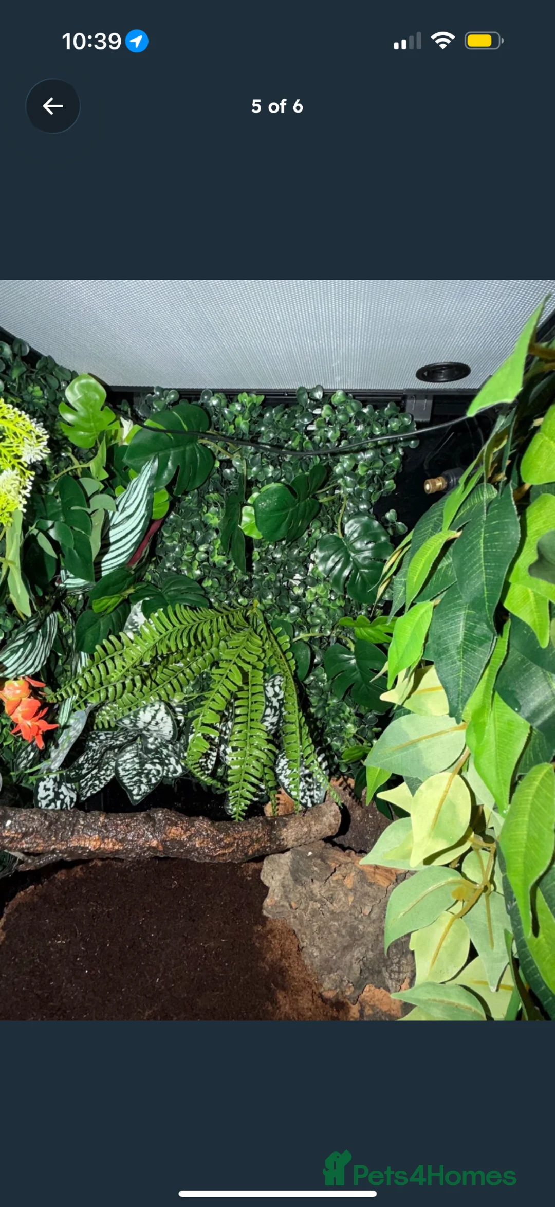 Gecko reptiles for sale: Crested gecko  in Helensburgh - Advert 1
