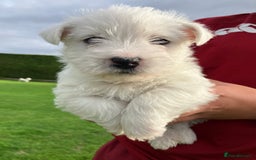 West Highland Terrier dogs for sale: GORGEOUS West Highland puppies - Image 6