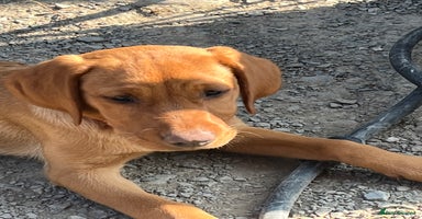 Labrador Retriever dogs - Advert 14