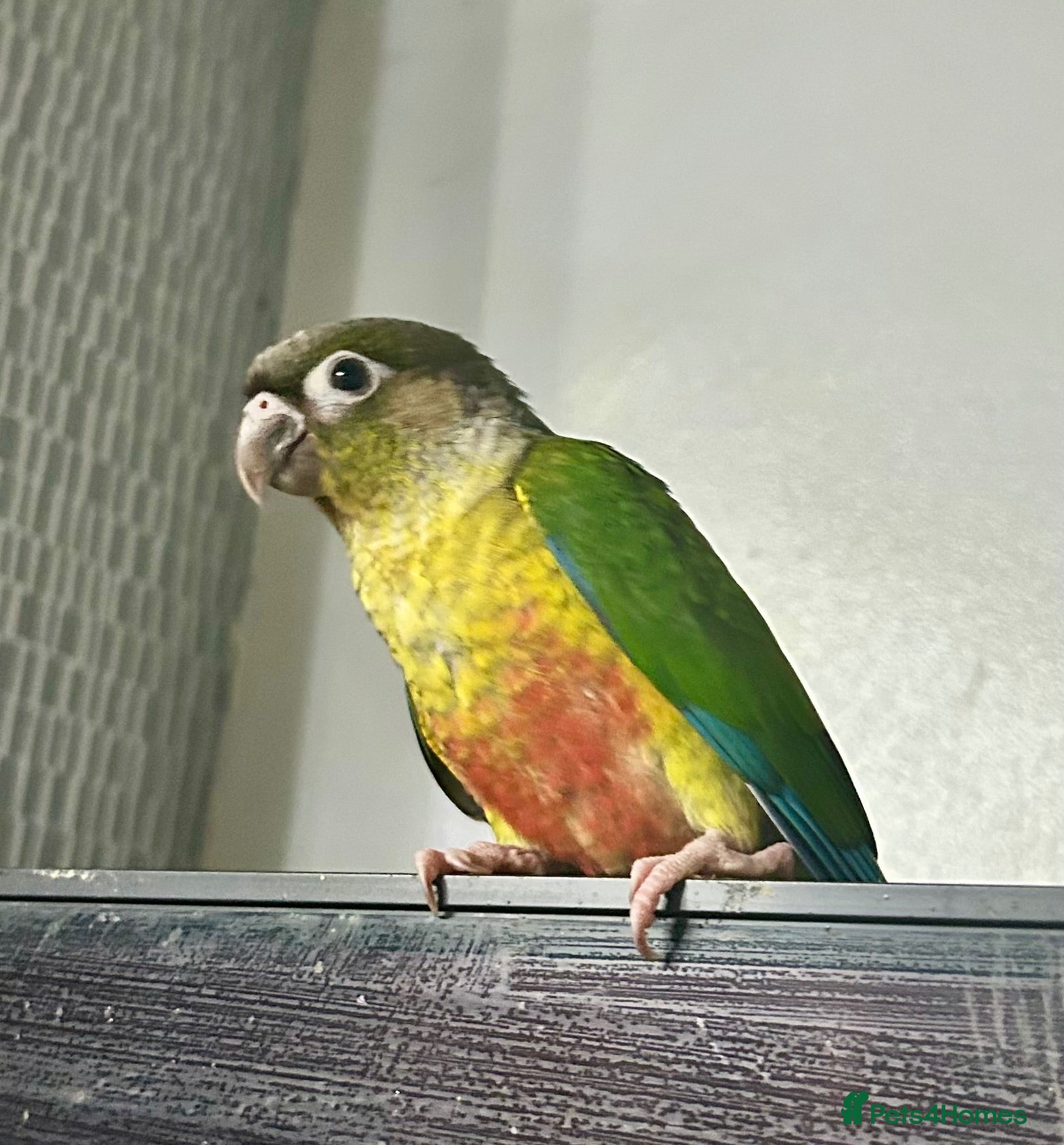 Conures birds Hand Reared Conure - Advert 5