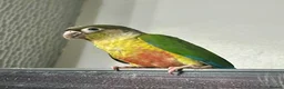 Conures birds for sale: Hand Reared Conures - Advert 16