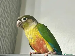 Conures birds Hand Reared Conure - Advert 3