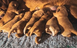 Labrador Retriever dogs for sale: Top Deep Red Quality Labrador KC Puppies - Image 5