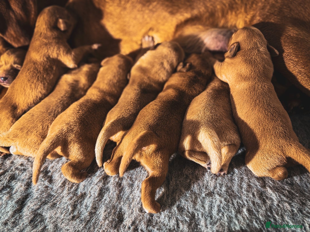 Labrador Retriever dogs for sale: Top Deep Red Quality Labrador KC Puppies - Image 5