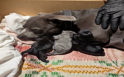 Staffordshire Bull Terrier dogs for sale: Ms/Mister - Image 39