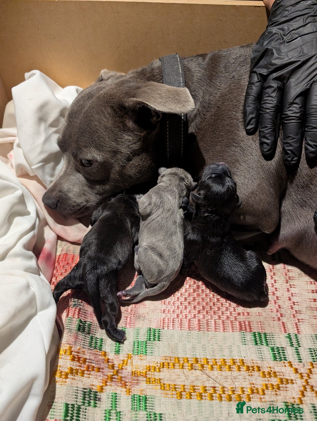 Staffordshire Bull Terrier dogs for sale: Ms/Mister - Image 39