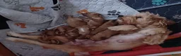Cockapoo dogs for sale: F2 Cockerpoo  in Whitchurch - Advert 1