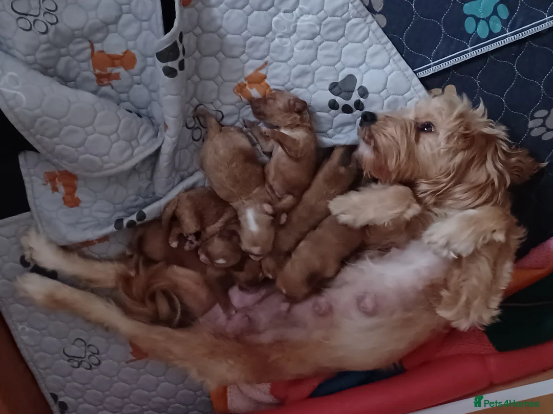 Cockapoo dogs for sale: F2 Cockerpoo  in Whitchurch - Advert 1