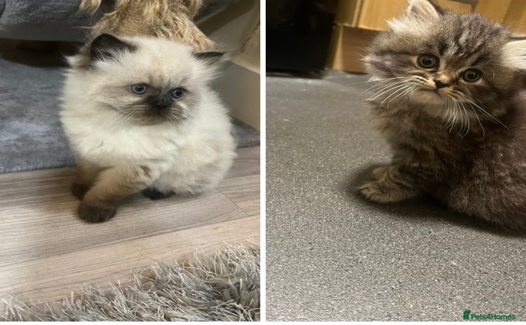 Perdoll cats - Advert 8