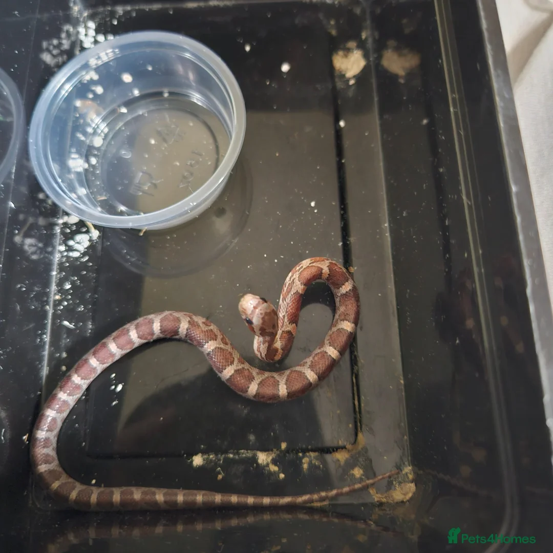 Corn Snake reptiles for sale: Corn snake babies for sale  in Milton Keynes - Advert 13