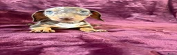 Miniature Dachshund dogs for sale: KC MINIATURE DACHSHUND PUPPIES  - Advert 13