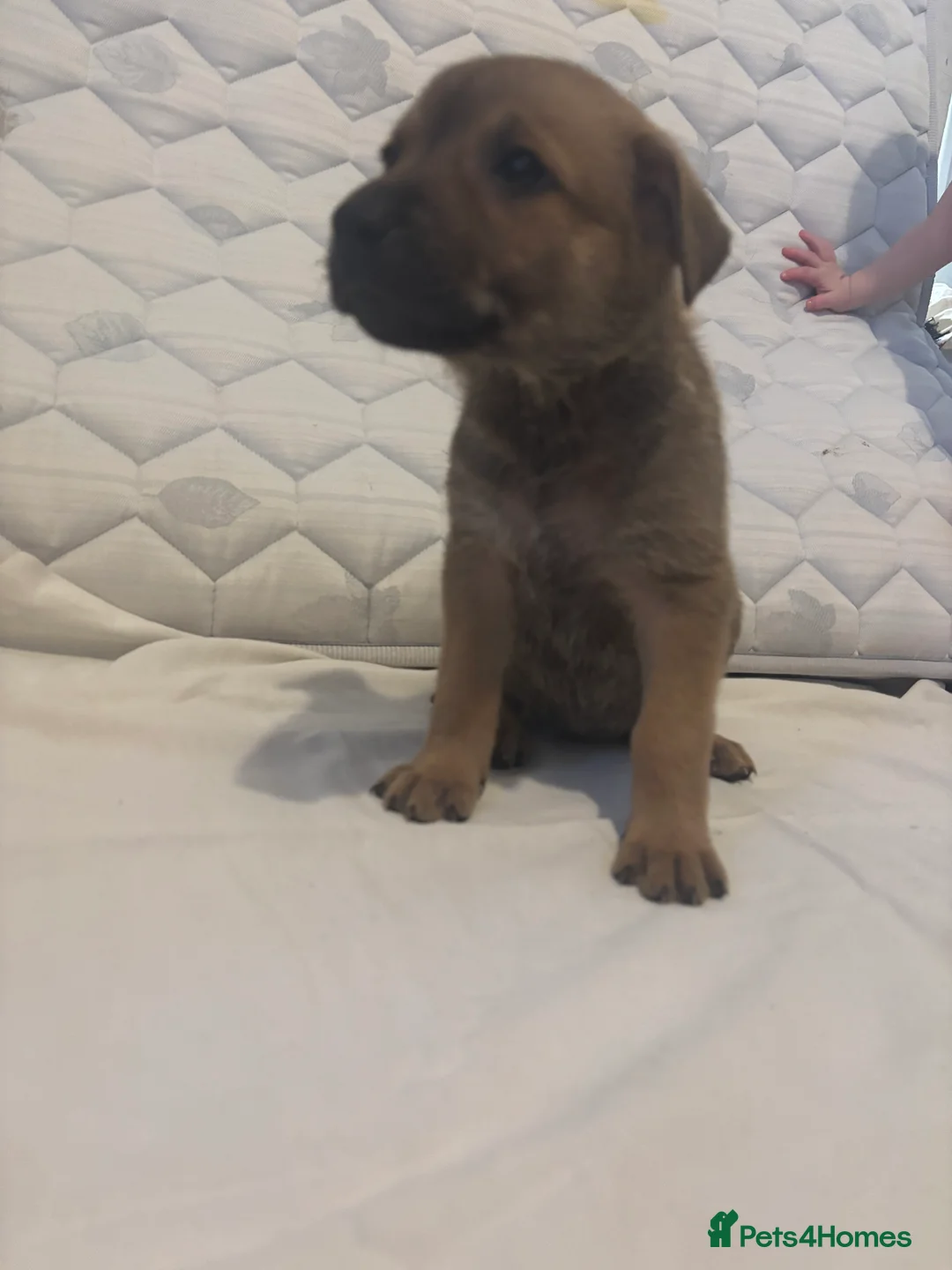 Mixed Breed dogs for sale: Puppies for sale  - Advert 6
