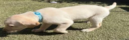 Labrador Retriever dogs for sale: Fox Red & Light Labrador Puppies- Ready June 2026 - Advert 11