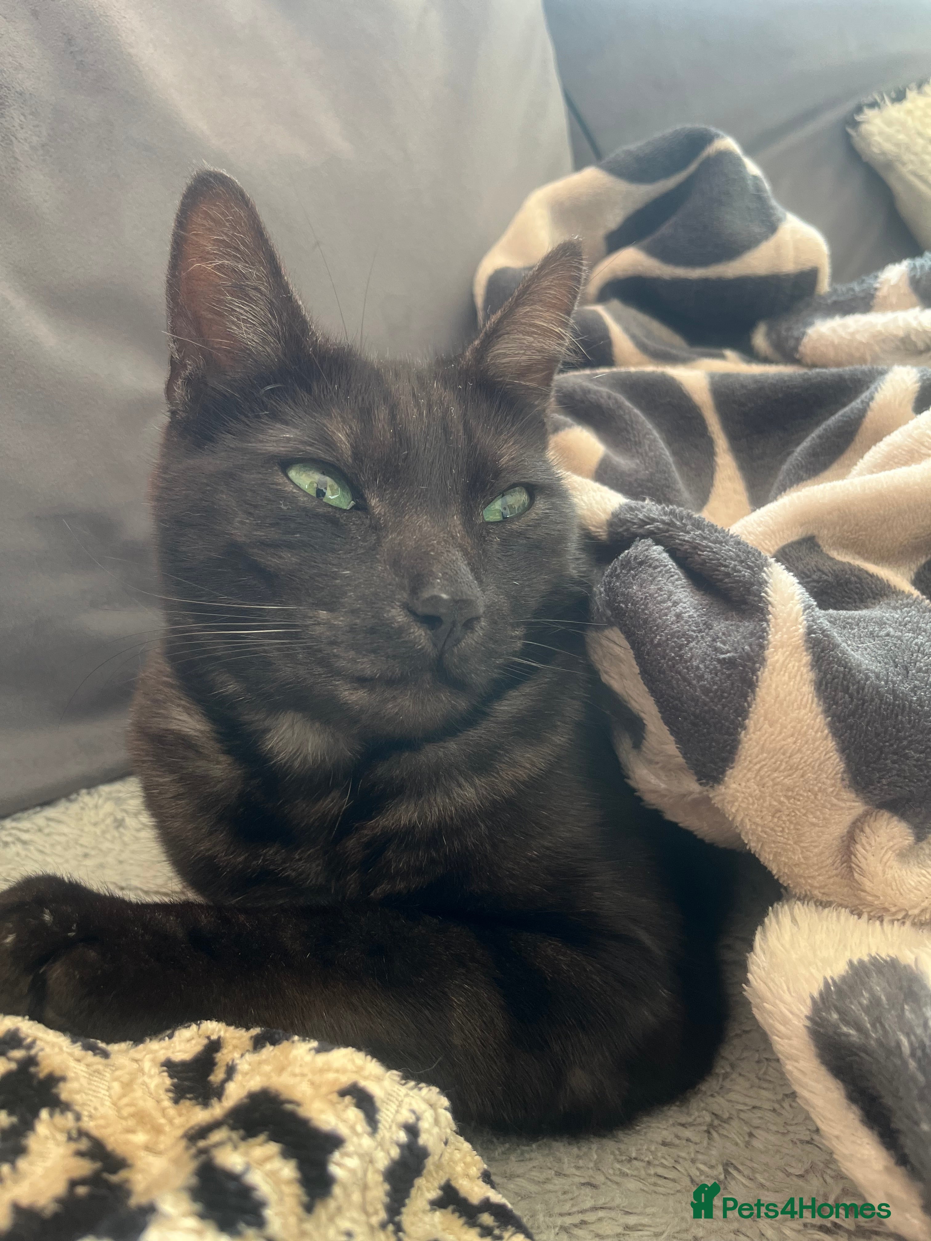 Domestic Shorthair cats Archie - 6 Year Old Ghost Tabby for Rehome - Advert 2