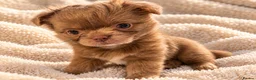 Chihuahua dogs for sale: Purebred Chihuahua Puppies – Not KC Registered - Advert 3