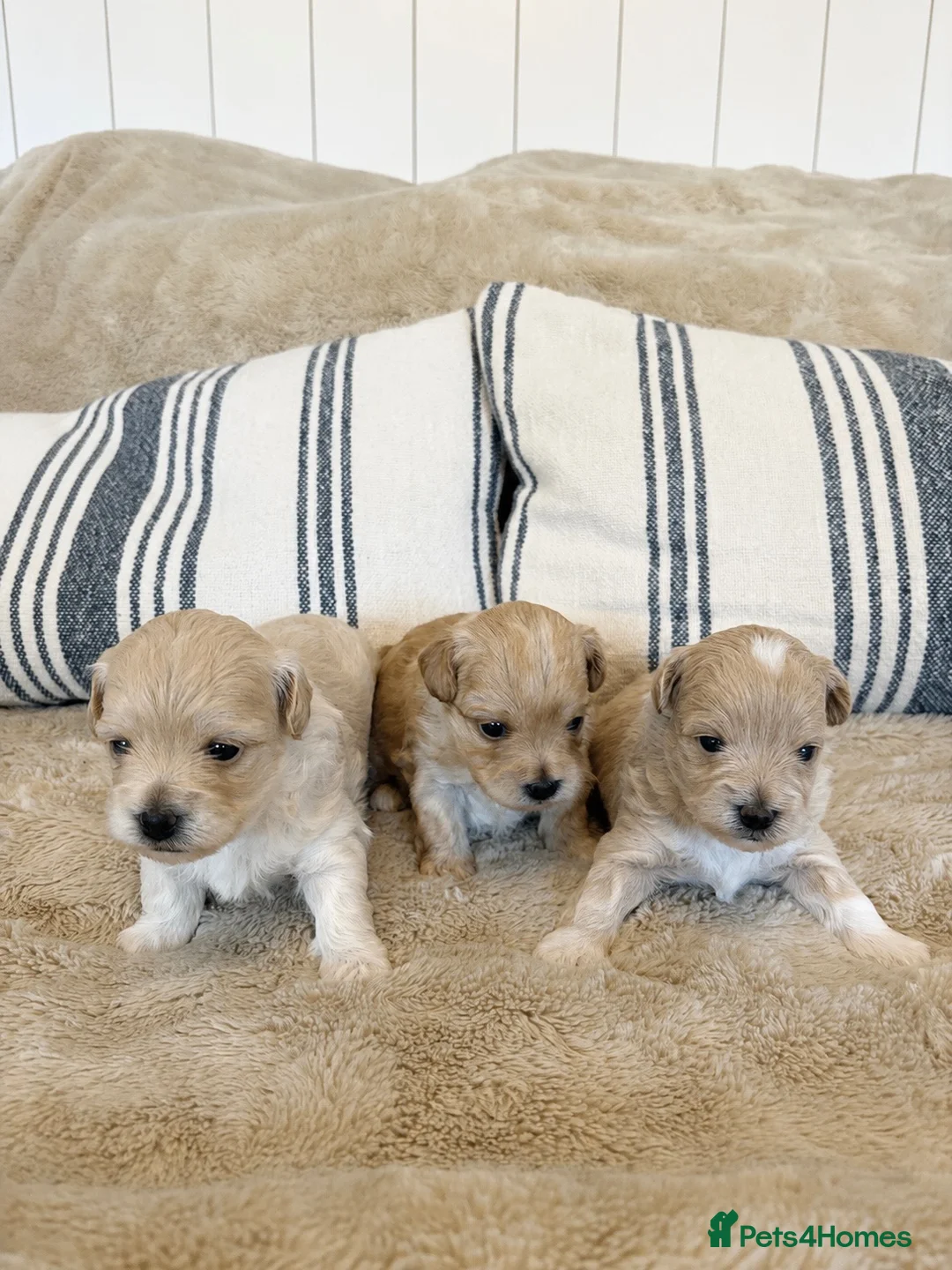 Maltipoo dogs for sale: Beautiful Toy Maltipoo puppies in Saint Leonards-on-sea - Advert 1