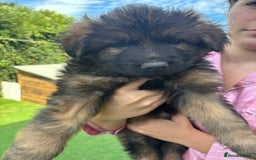 German Shepherd dogs for sale: German shepherd  - Image 24