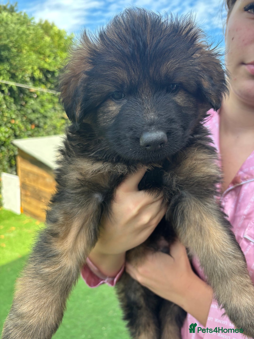 German Shepherd dogs for sale: German shepherd  - Image 24
