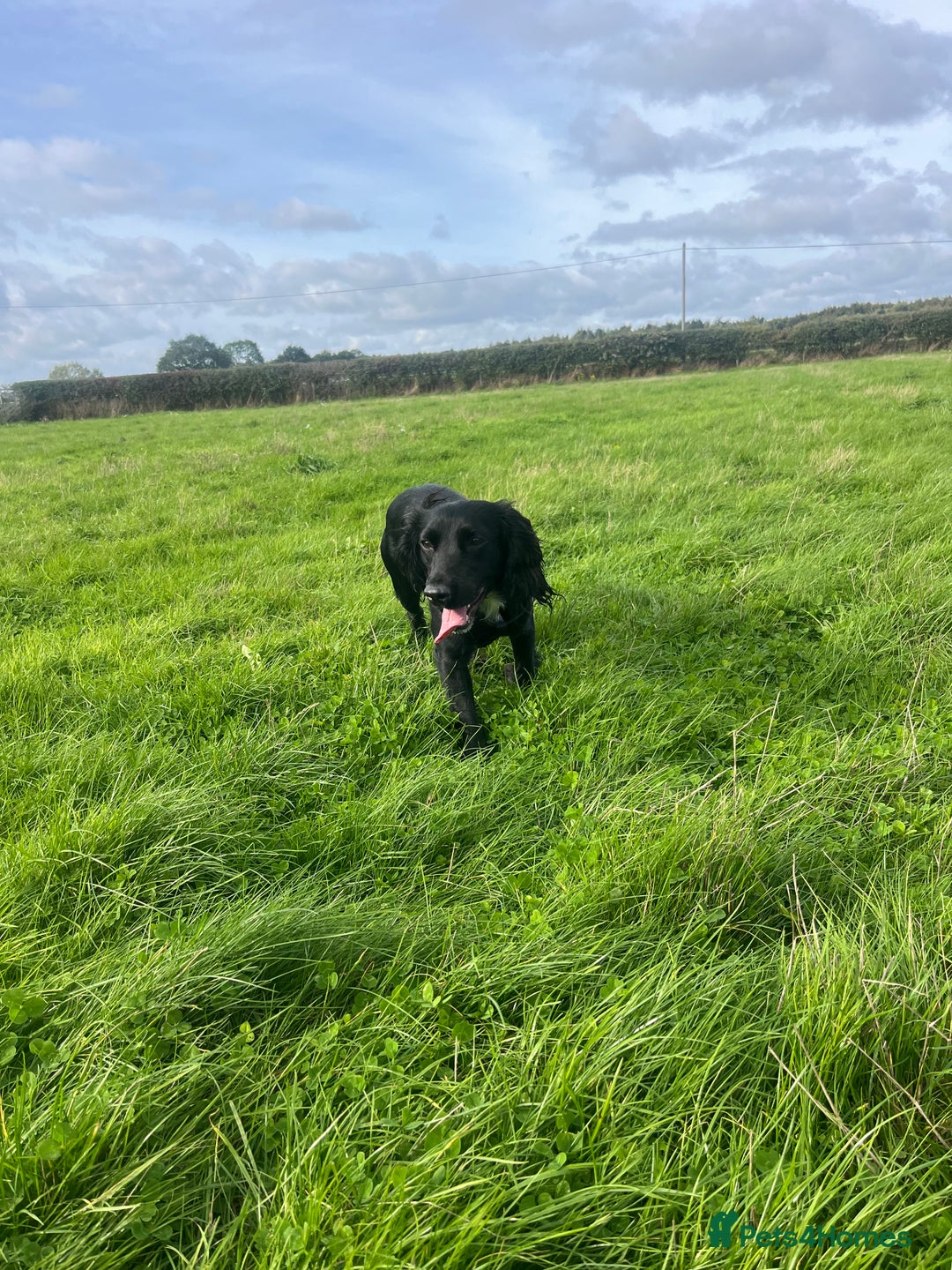 Cocker Spaniel dogs for sale: Rosie - One Year Old - Advert 5