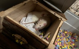 Rat rodents for sale:  2 FEMALE Rats- need Patient & Confident Owner - Advert 3