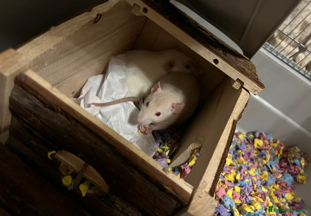 Rat rodents for sale:  2 FEMALE Rats- need Patient & Confident Owner - Advert 3