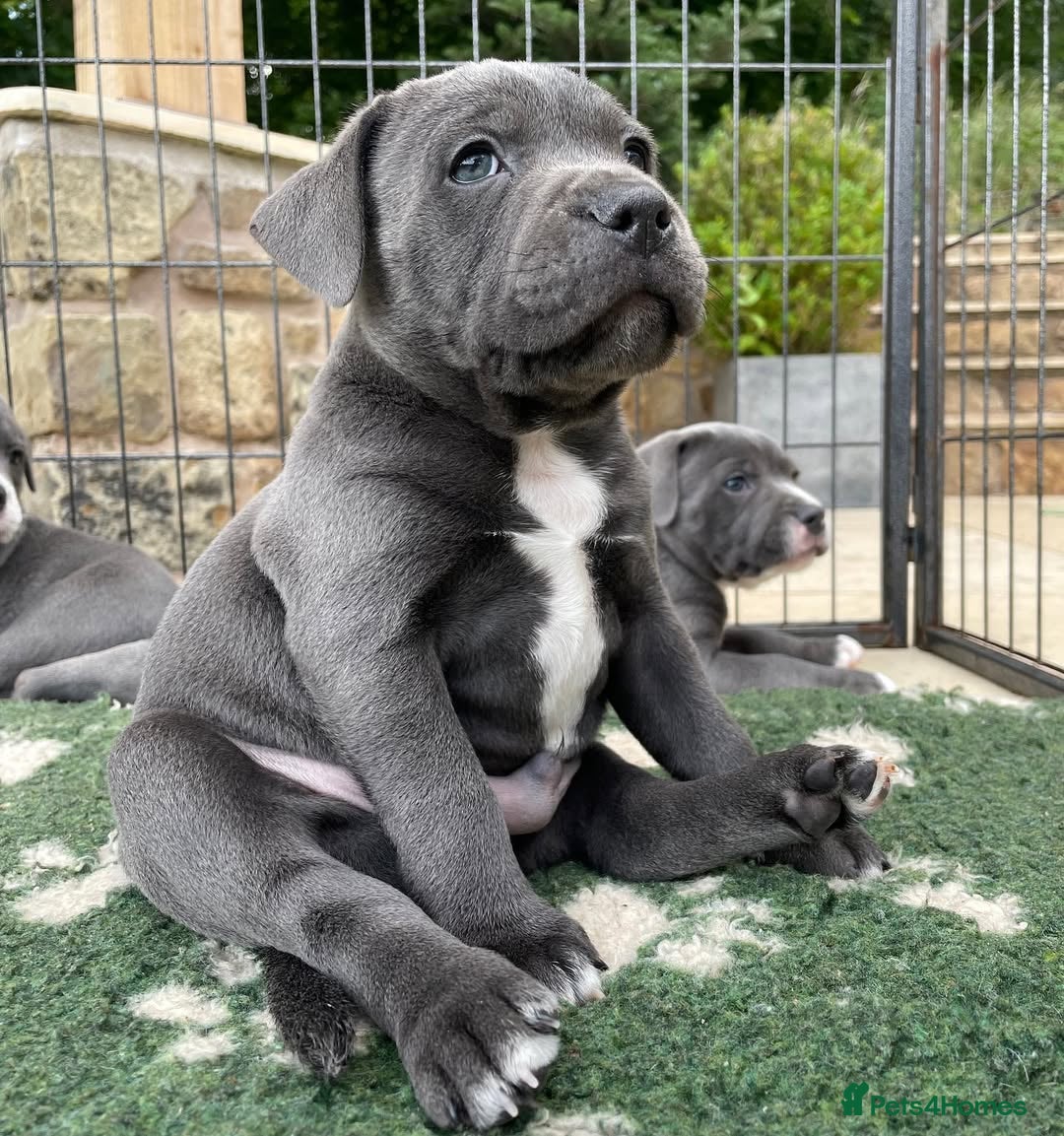 Staffordshire Bull Terrier dogs for sale: 💥✅️Staffordshire💫 bullterrie puppies 🐶  - Image 11