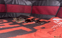 British Shorthair cats for sale: tabby babies - Image 2