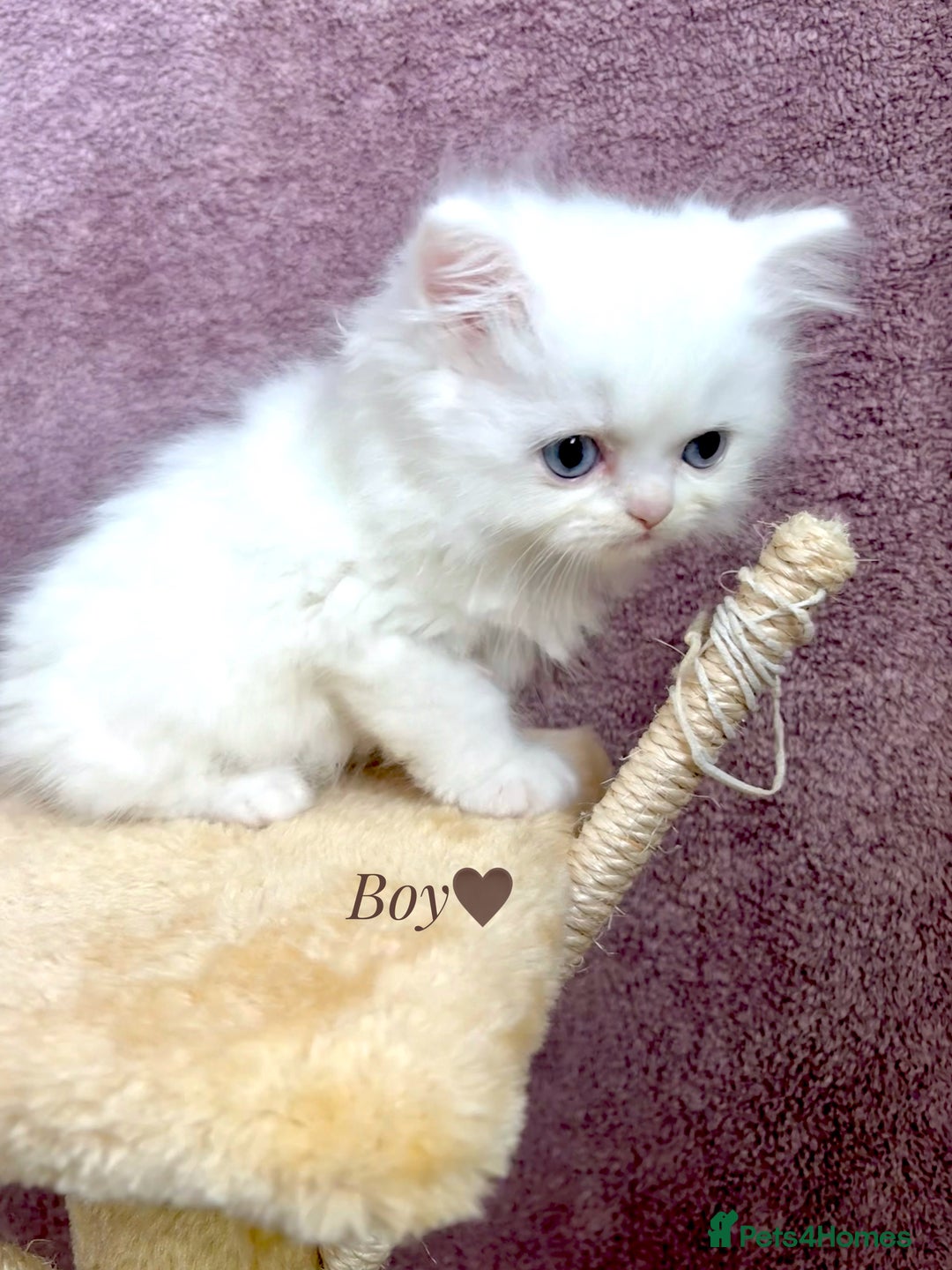Persian cats for sale: Purebred Persian Kittens Rare White Coat&Blue Eyes - Image 9