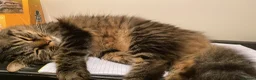 British Longhair cats for sale: Good cat for sale - Advert 2
