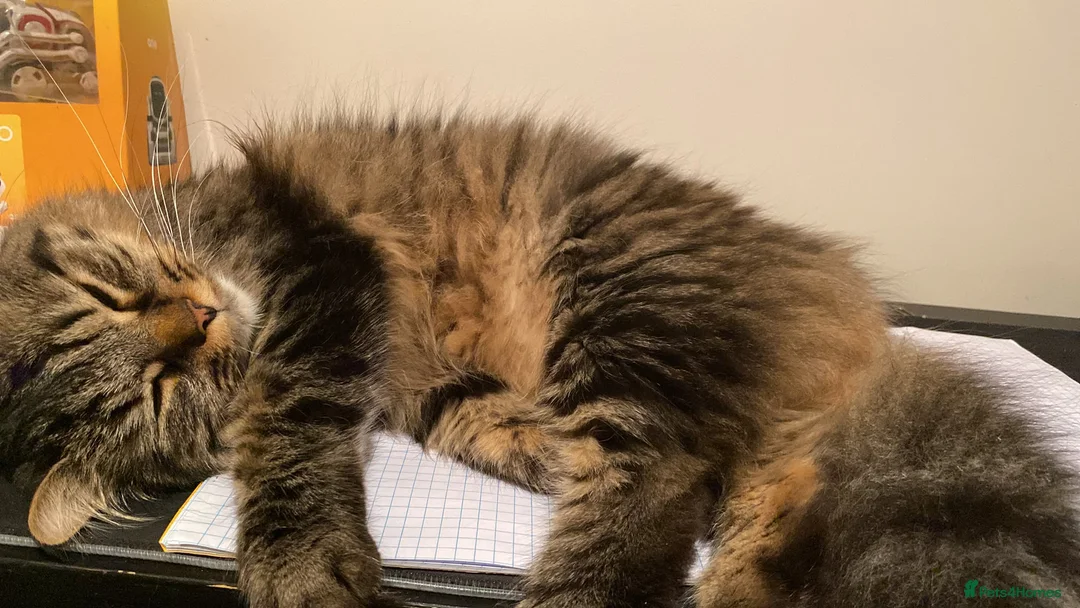 British Longhair cats for sale: Good cat for sale - Advert 2