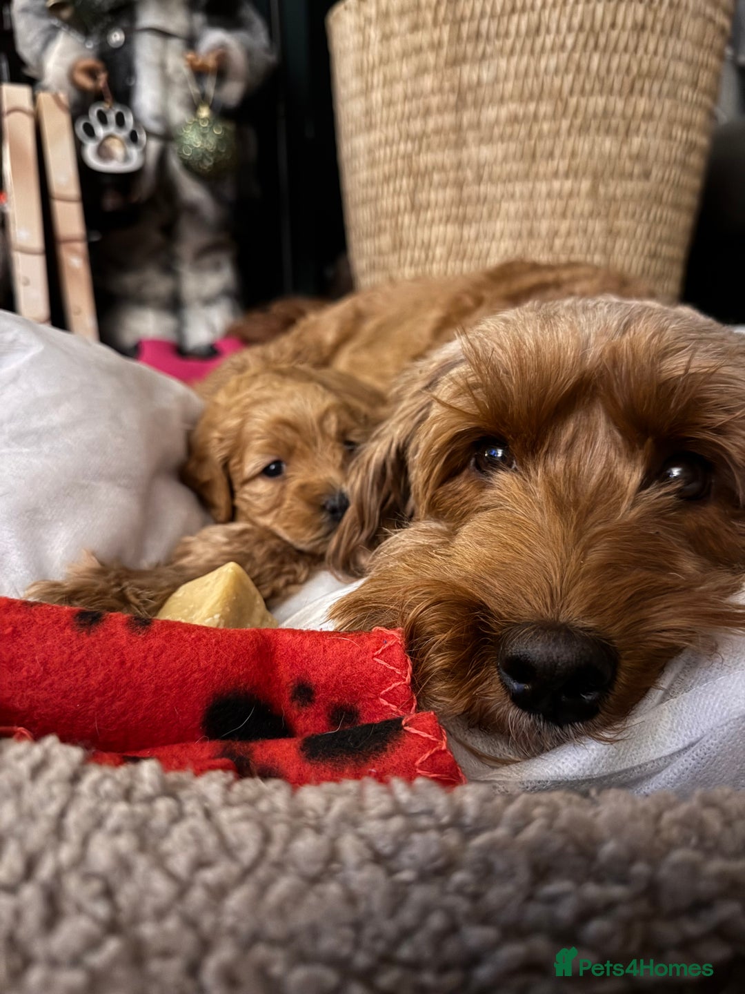 Cockapoo dogs for sale: Red Cockapoo girls Fb2 ready 12/1/26 - Advert 11