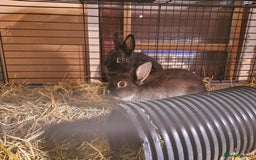Netherland Dwarf rabbits for sale: Adorable, sweet, purebred Netherland dwarf girls - Image 5
