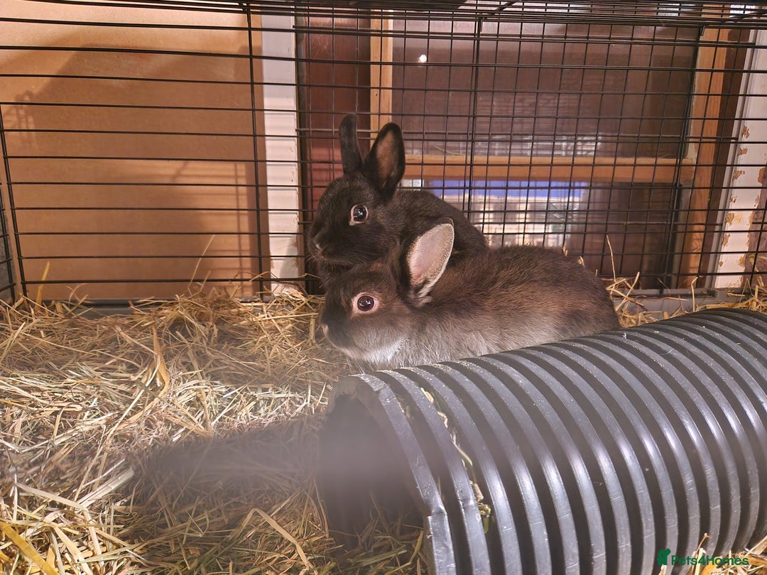 Netherland Dwarf rabbits for sale: Adorable, sweet, purebred Netherland dwarf girls - Image 5