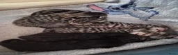 Bengal cats for sale: Bengal Kittens  in Skelmersdale - Advert 2