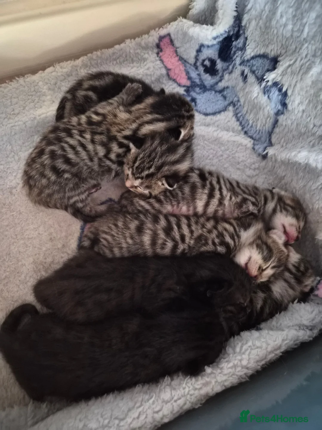 Bengal cats for sale: Bengal Kittens  in Skelmersdale - Advert 2