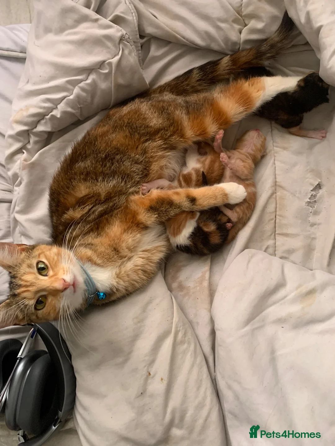 Mixed Breed cats for sale: Ginger and white male kitten for sale - Advert 5
