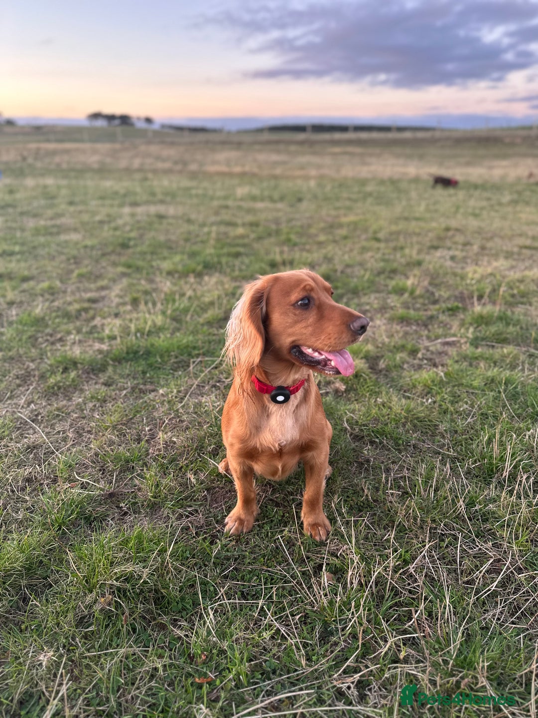 Cocker Spaniel dogs for sale: Cocker Spaniel puppies: Interest list - Advert 5