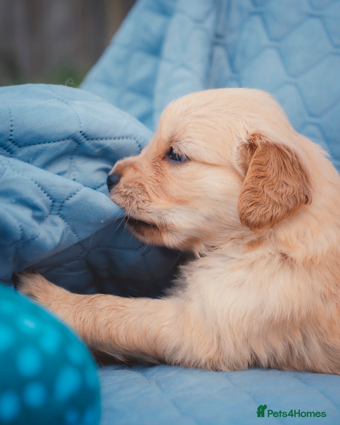 Golden Retriever dogs for sale: Ready now Golden Retriever Puppies KC Dad  - Image 16