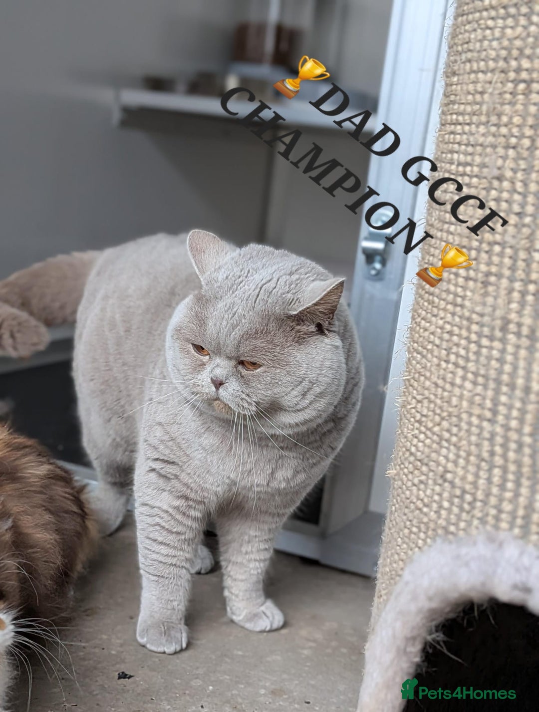 British Shorthair cats for sale: ‼️PRESTIGIOUS‼️🏆CH SIRED FEMAL - Advert 5
