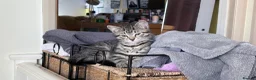 Mixed Breed cats for sale: Kitten for new home - Advert 2