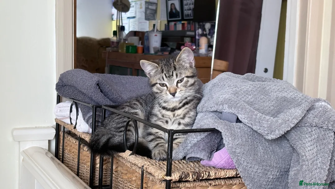 Mixed Breed cats for sale: Kitten for new home - Advert 2