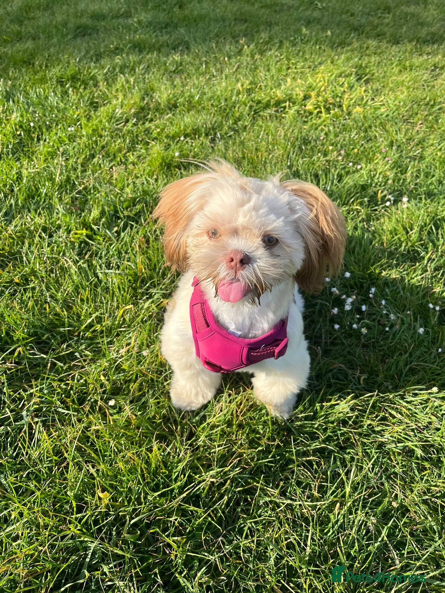Shih Tzu dogs for sale: 8 month old Lilac Shih Tzu  in Broadstairs - Advert 4