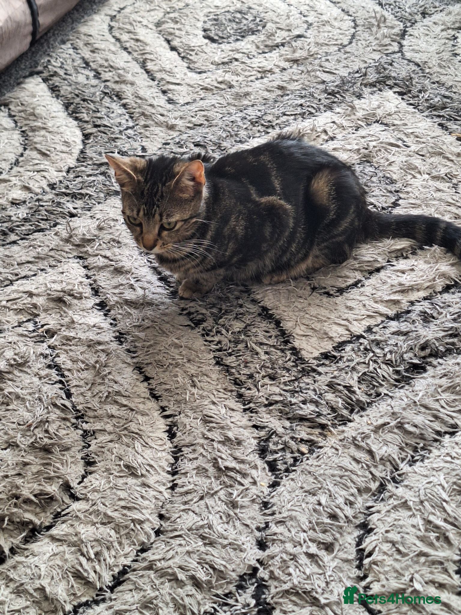 Mixed Breed cats 4 kittens for sale  - Advert 2