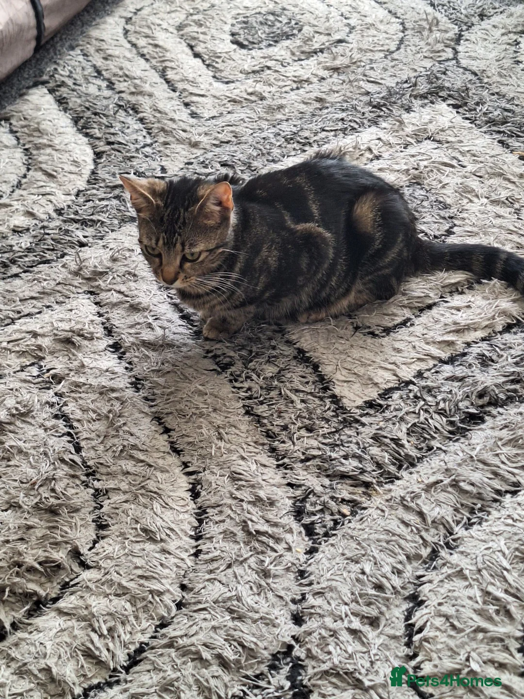 Mixed Breed cats for sale: 4 kittens for sale  - Advert 1